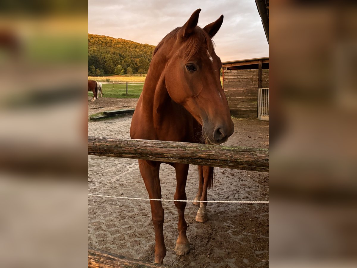 German Riding Horse Gelding 14 years 16,3 hh Chestnut-Red in Neumarkt in der Oberpfalz