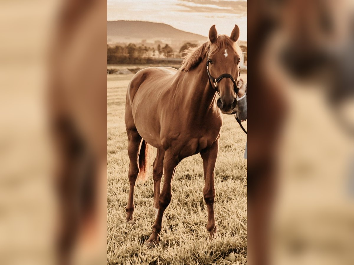 German Riding Horse Gelding 14 years 16,3 hh Chestnut-Red in Neumarkt in der Oberpfalz German Riding Horse Gelding 14 years 16,3 hh Chestnut-Red in Neumarkt in der Oberpfalz