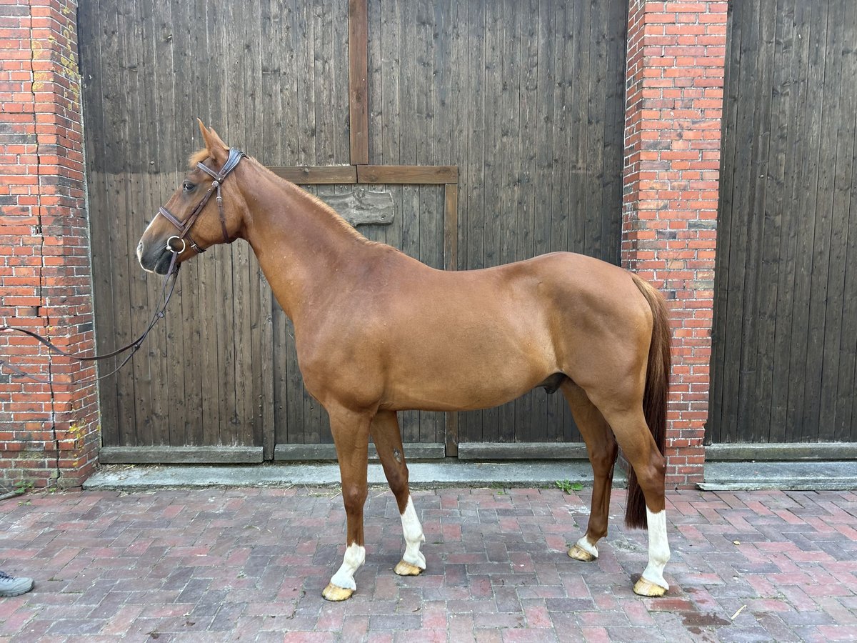 German Riding Horse Gelding 15 years 15,2 hh Chestnut-Red in Moormerland