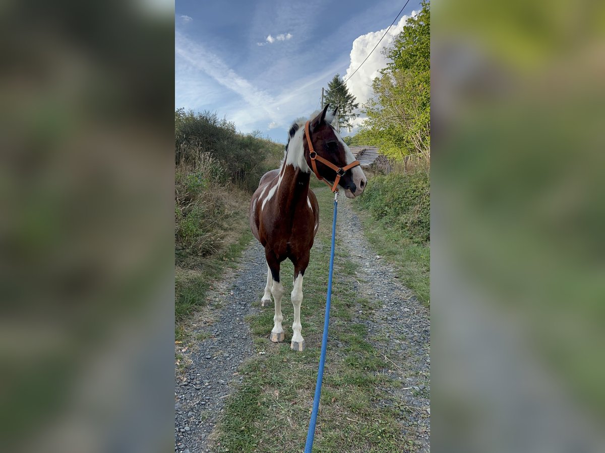 German Riding Horse Gelding 18 years 13,2 hh Pinto in Bad Laasphe