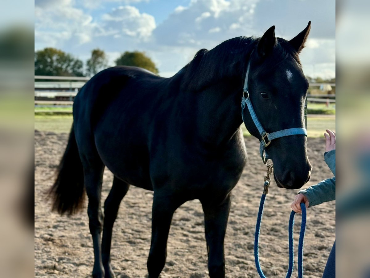 German Riding Horse Gelding 2 years 15,1 hh Black in Oeversee