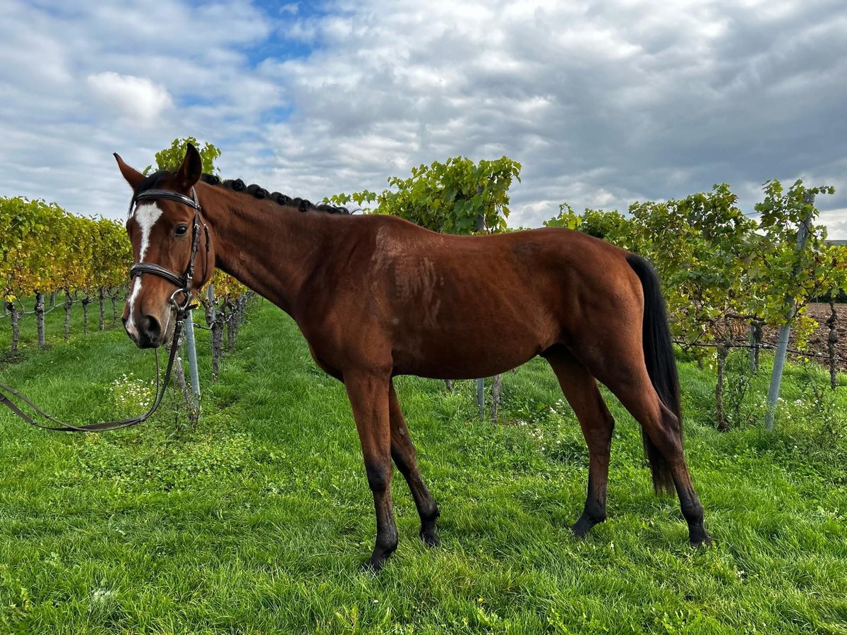 German Riding Horse Gelding 3 years 15,2 hh Brown in Abstatt