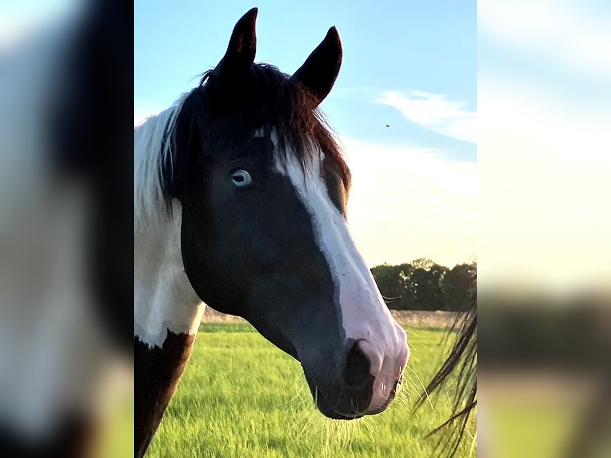 German Riding Horse Gelding 3 years 16,2 hh Pinto in Etgersleben