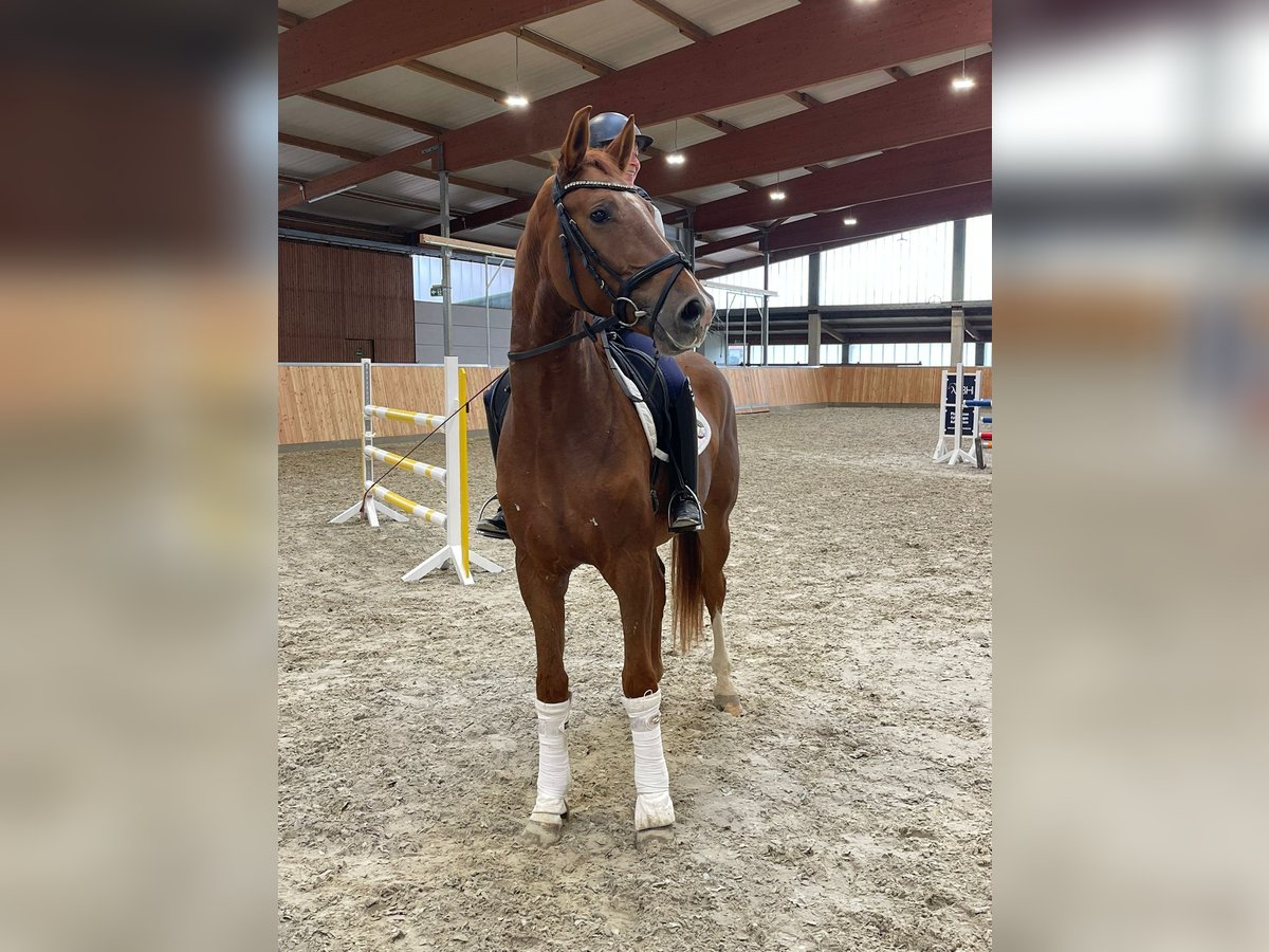 German Riding Horse Gelding 3 years 16,2 hh Chestnut-Red in Löhne German Riding Horse Gelding 3 years 16,2 hh Chestnut-Red in Löhne
