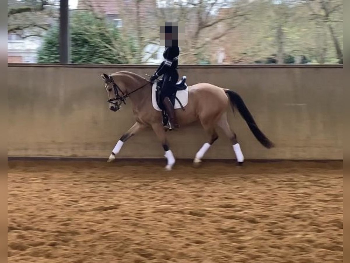 German Riding Horse Gelding 4 years 14,1 hh in Fuldabrück