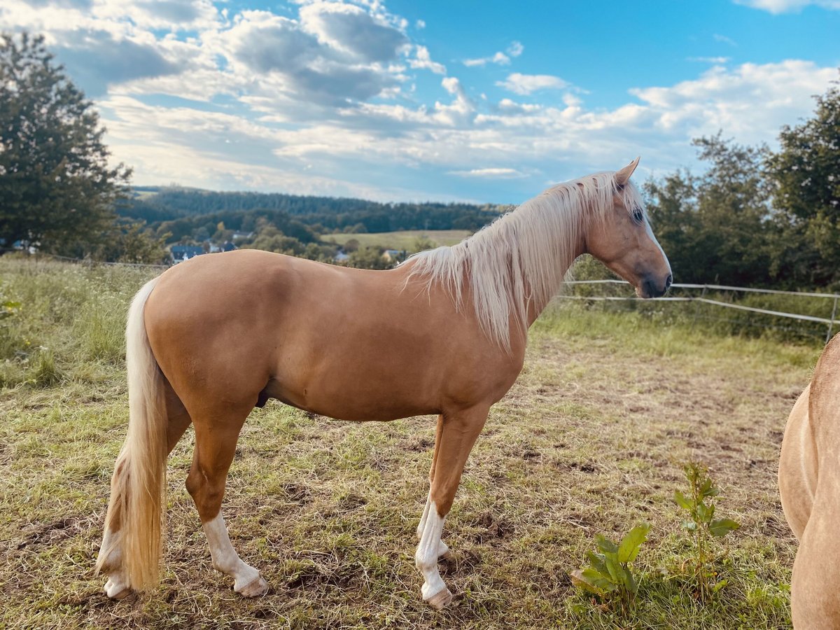 German Riding Horse Mix Gelding 4 years 15,3 hh Palomino in Oberhonnefeld-Gierend