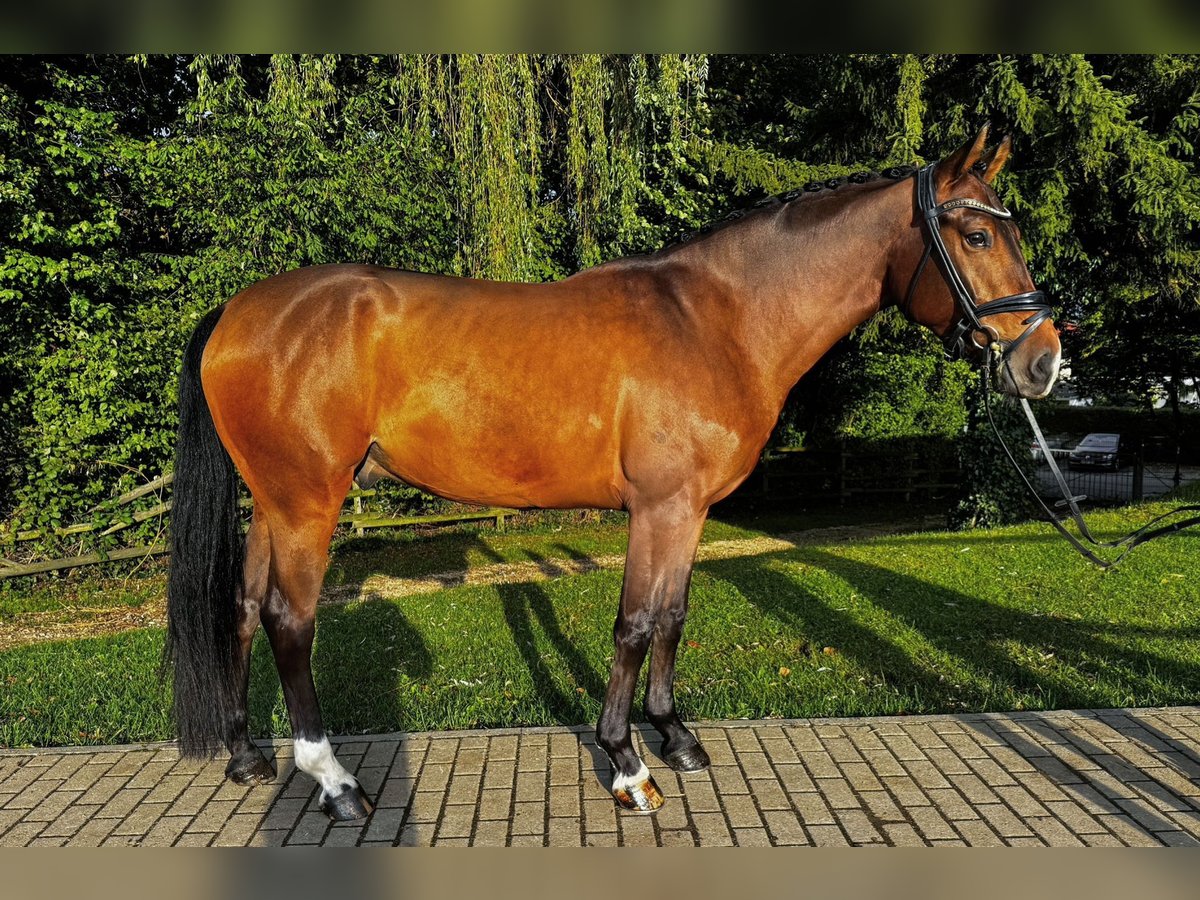 German Riding Horse Gelding 4 years 15,2 hh Brown in G&#xF6;ppingen