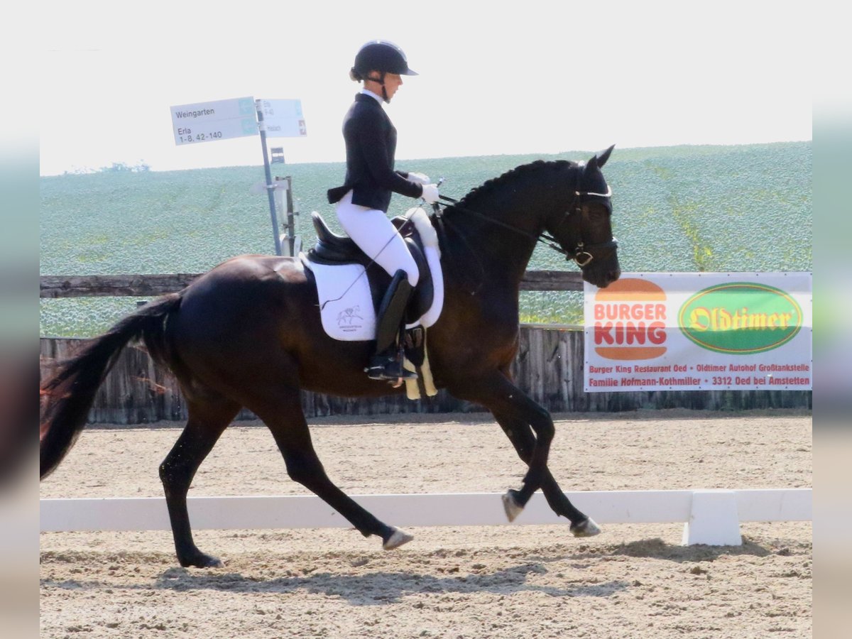 German Riding Horse Gelding 4 years 15,2 hh Smoky-Black in Wolfsbach