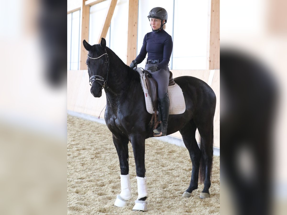 German Riding Horse Gelding 4 years 15,2 hh Smoky-Black in Wolfsbach