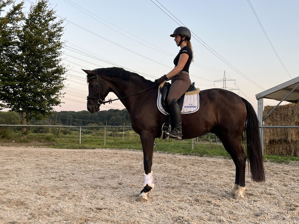 German Riding Horse Gelding 4 years 16,1 hh Black in Besigheim