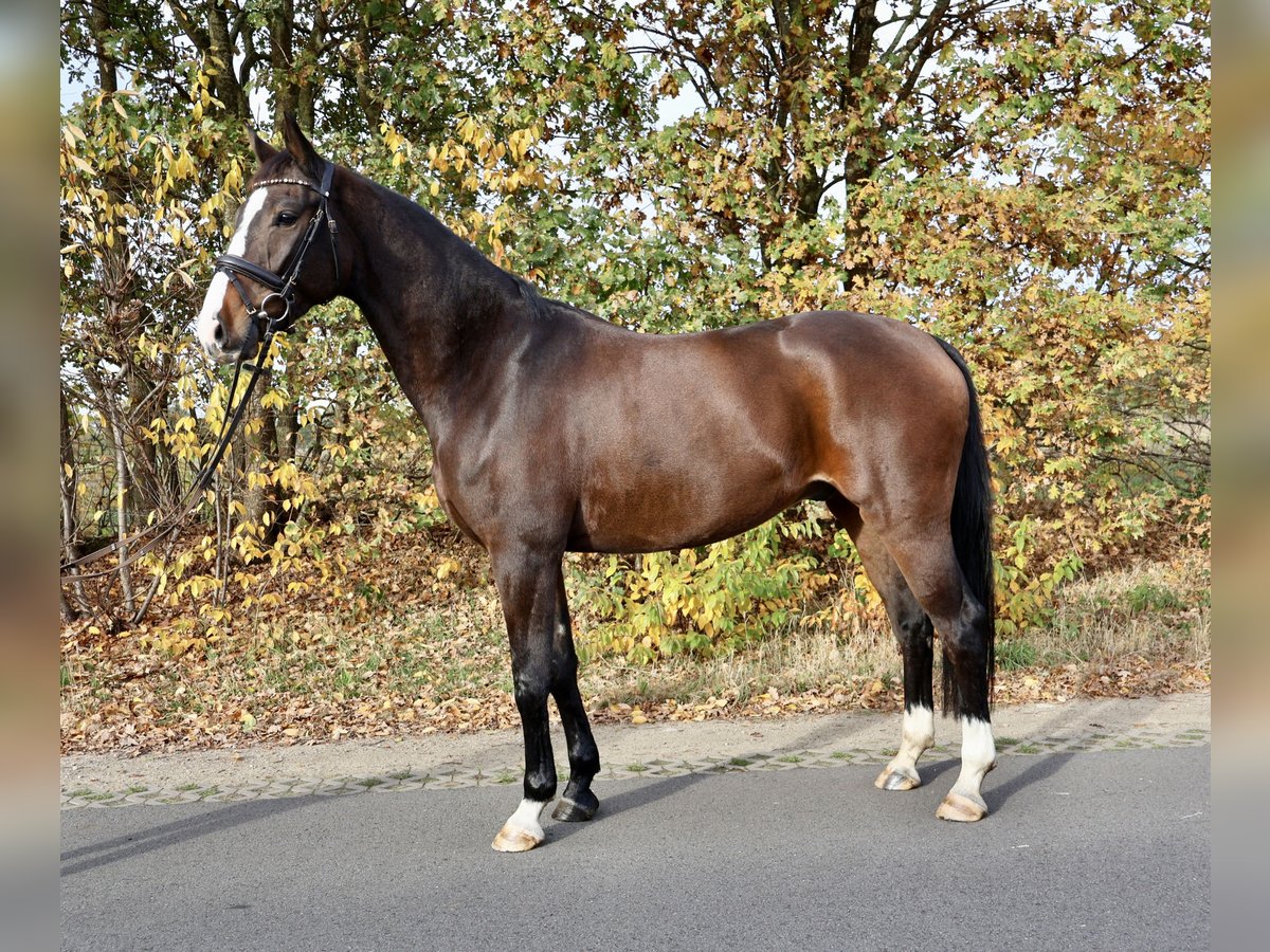 German Riding Horse Gelding 4 years 16 hh Brown in Isterberg