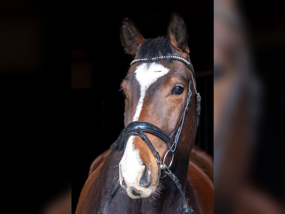 German Riding Horse Gelding 4 years 16,1 hh Bay-Dark in Heiden
