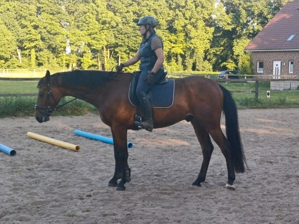 German Riding Horse Gelding 4 years 16,1 hh Brown in Emsdetten German Riding Horse Gelding 4 years 16,1 hh Brown in Emsdetten