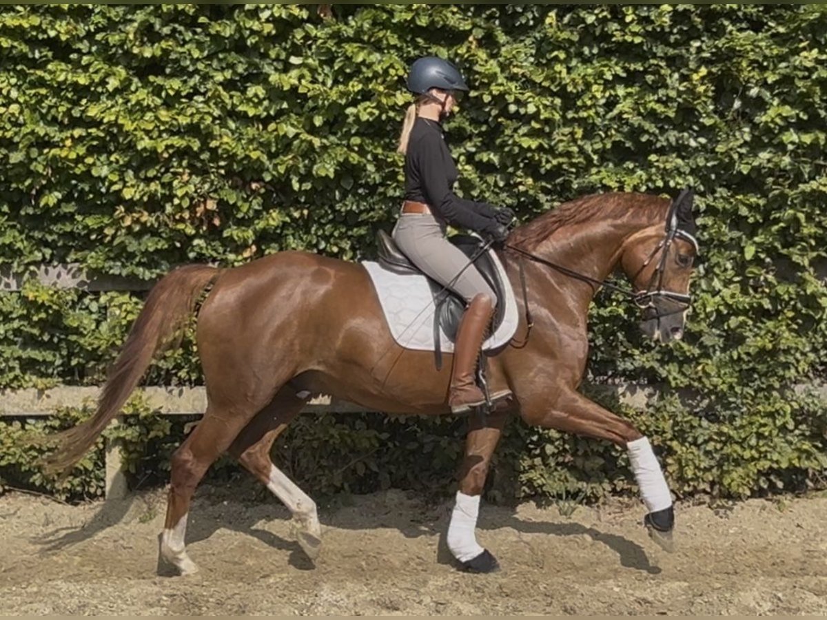 German Riding Horse Gelding 4 years 16,1 hh Chestnut-Red in Warendorf