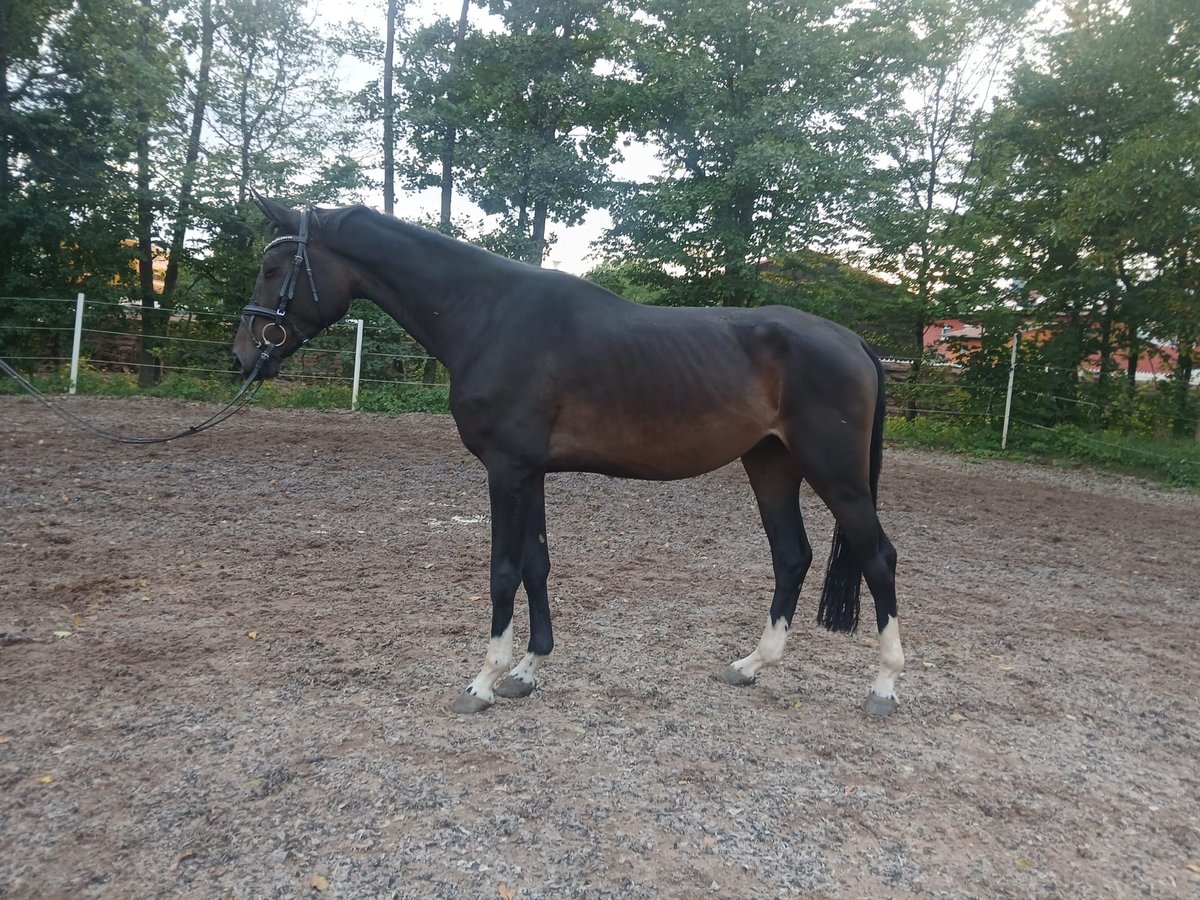 German Riding Horse Gelding 4 years 17 hh Smoky-Black in Allersberg German Riding Horse Gelding 4 years 17 hh Smoky-Black in Allersberg