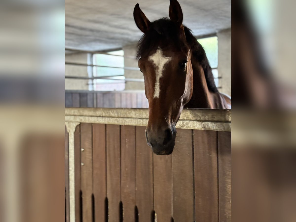 German Riding Horse Gelding 5 years 15,3 hh Brown in Gescher