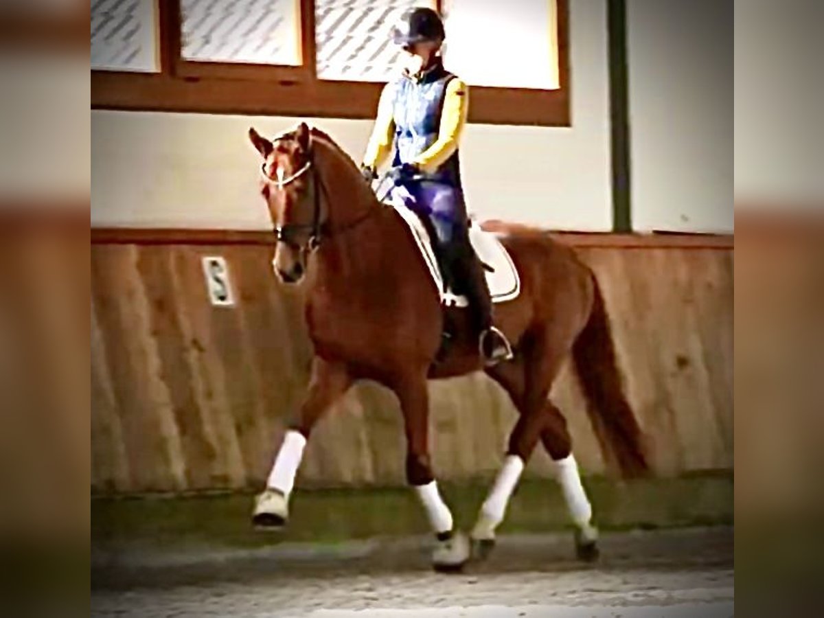 German Riding Horse Gelding 5 years 16,2 hh Chestnut-Red in Herzlake