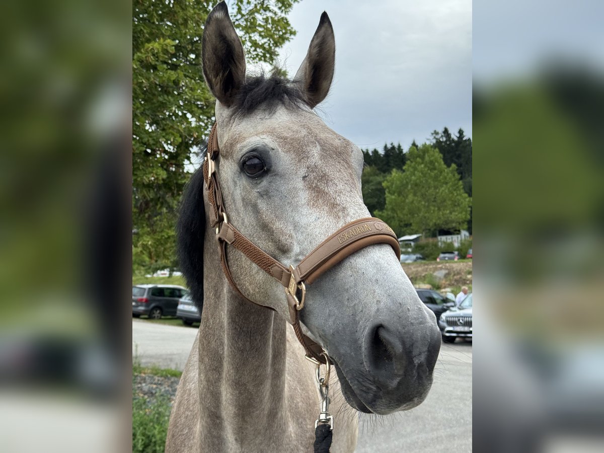 German Riding Horse Gelding 5 years 16 hh Grey in St. Martin im M&#xFC;hlkreis
