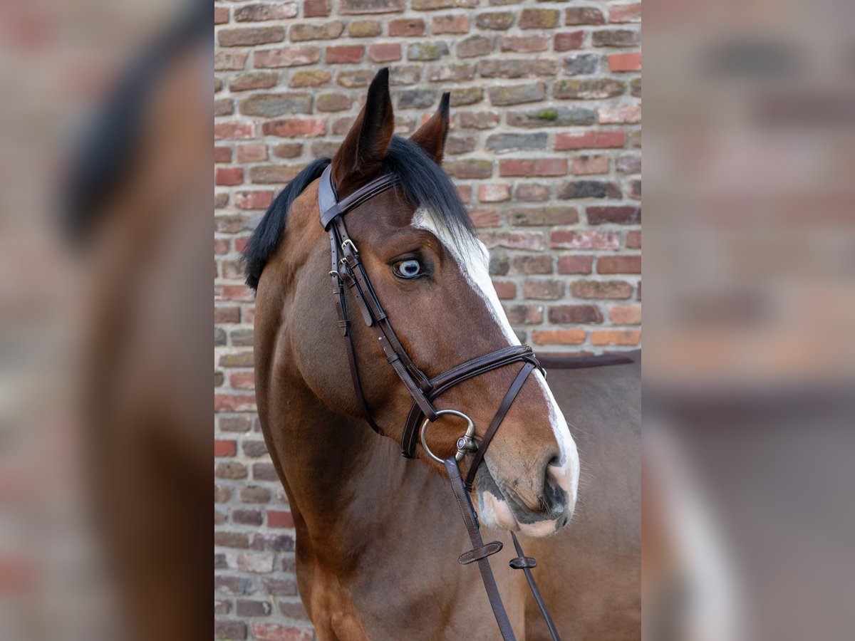 German Riding Horse Gelding 5 years 16,1 hh Brown in Grevenbroich