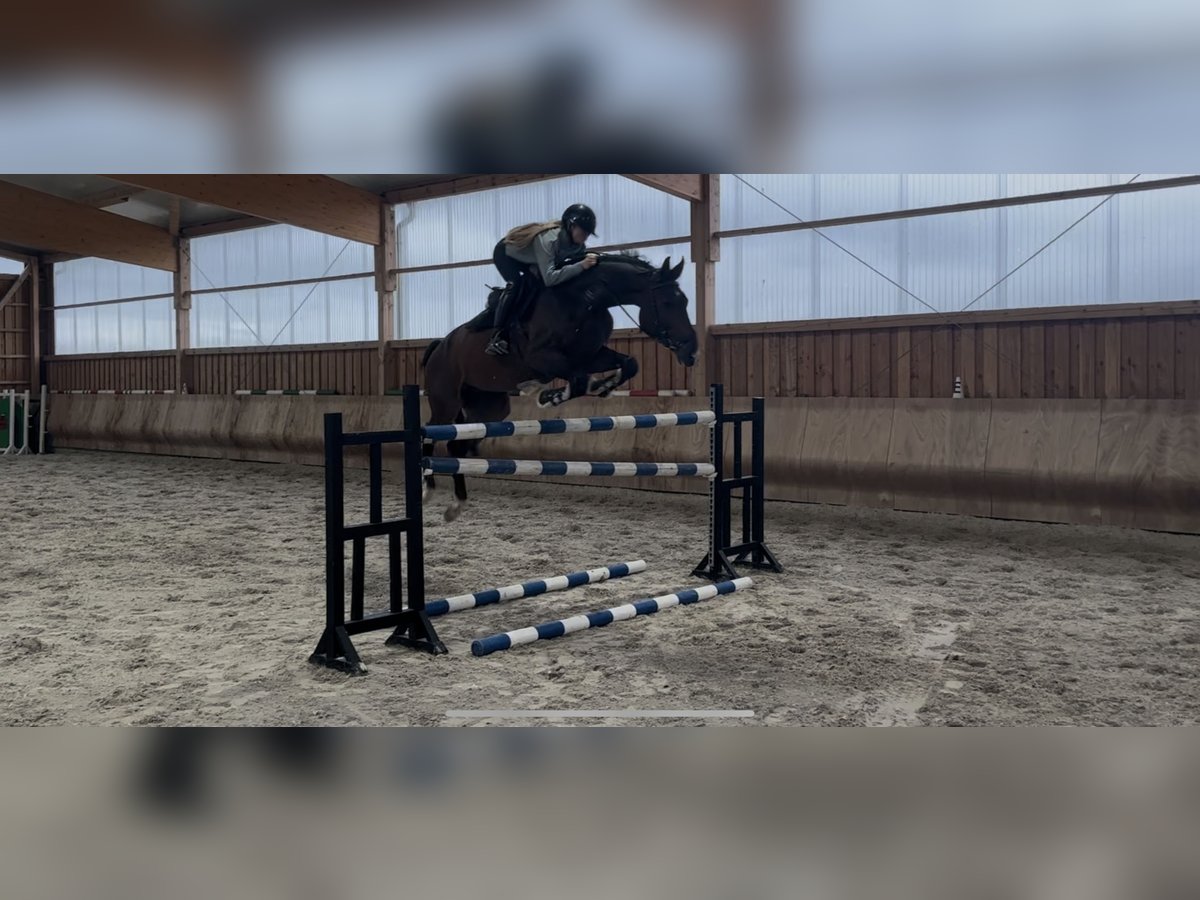 German Riding Horse Gelding 5 years 16,3 hh Bay-Dark in Berlin Rudow