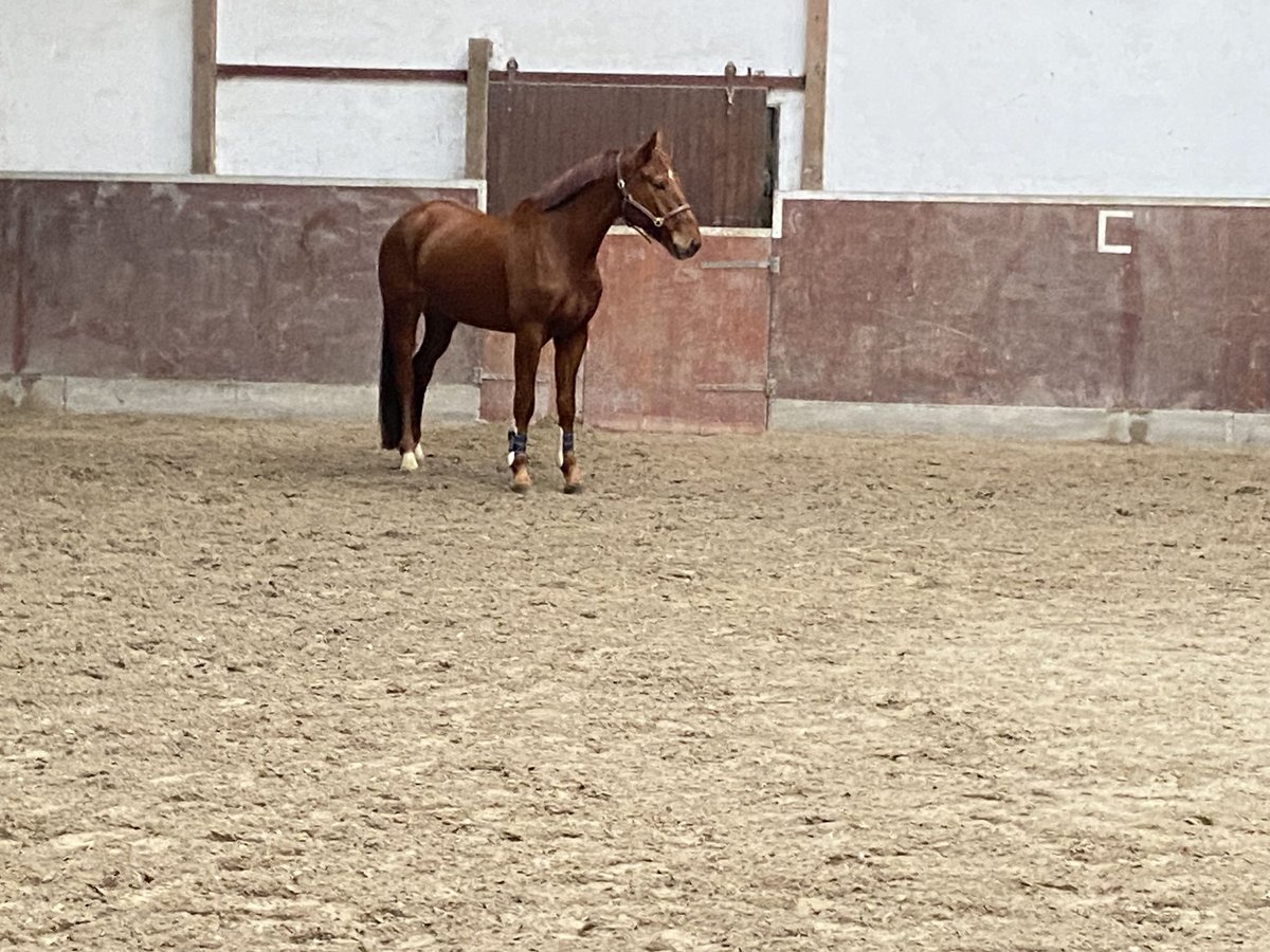 German Riding Horse Gelding 5 years 16,3 hh Chestnut-Red in Biblis
