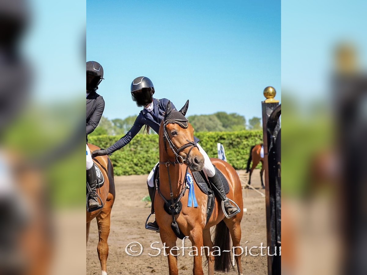 German Riding Horse Gelding 6 years 14,1 hh Chestnut-Red in Rhinow