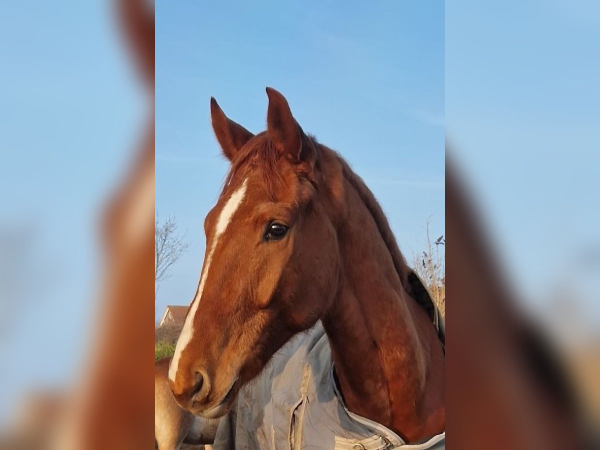 German Riding Horse Gelding 6 years 16,2 hh Chestnut-Red in Fehmarn