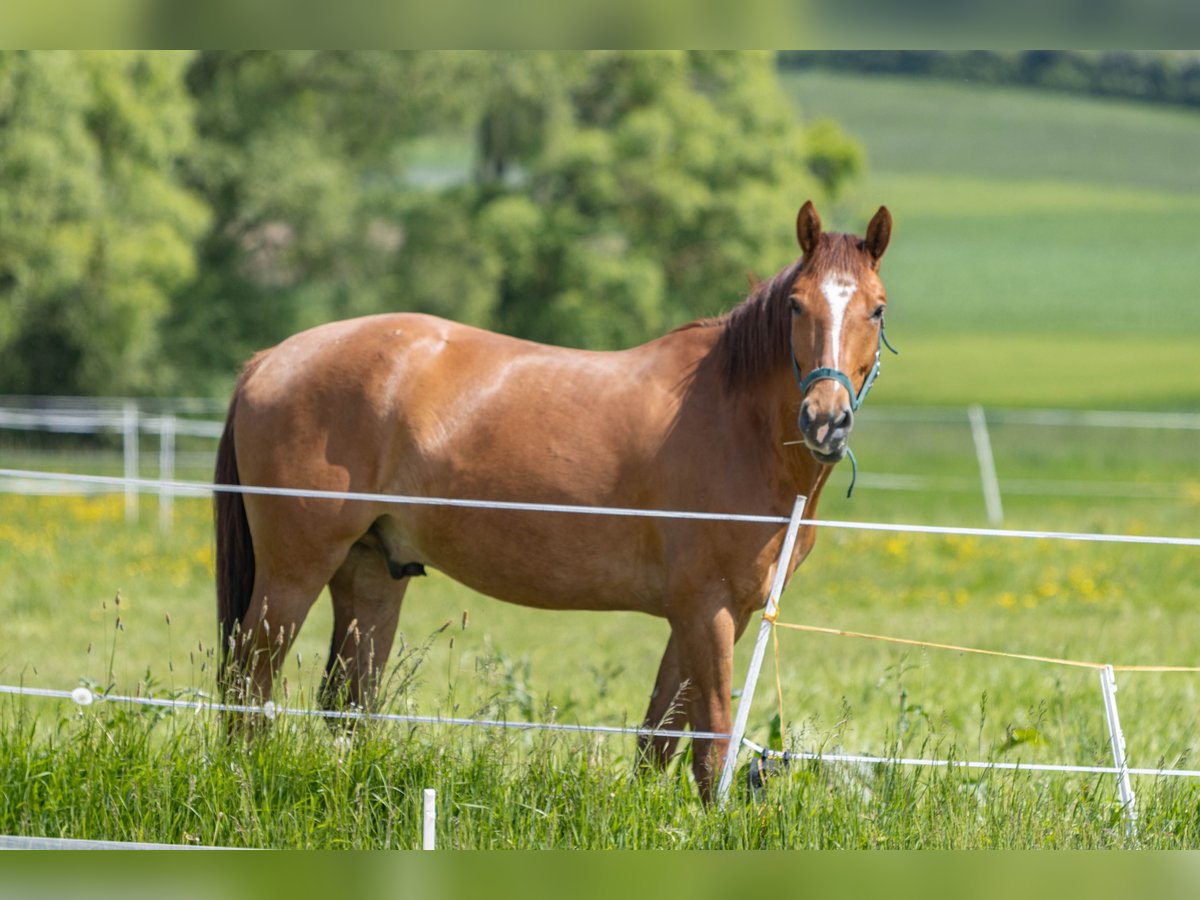 German Riding Horse Mix Gelding 6 years 16,2 hh Chestnut-Red in Großalmerode