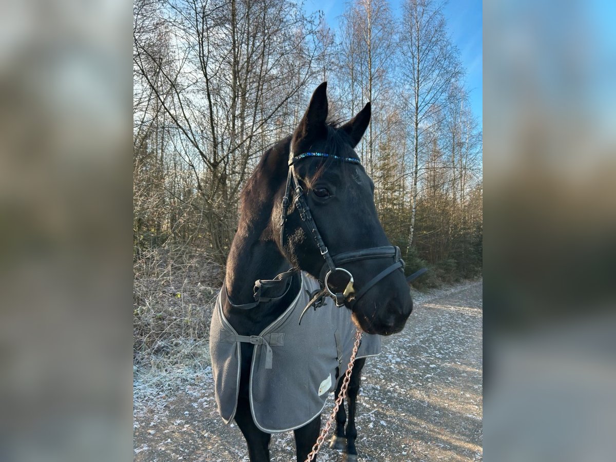 German Riding Horse Gelding 6 years 16 hh Black in Münchberg German Riding Horse Gelding 6 years 16 hh Black in Münchberg