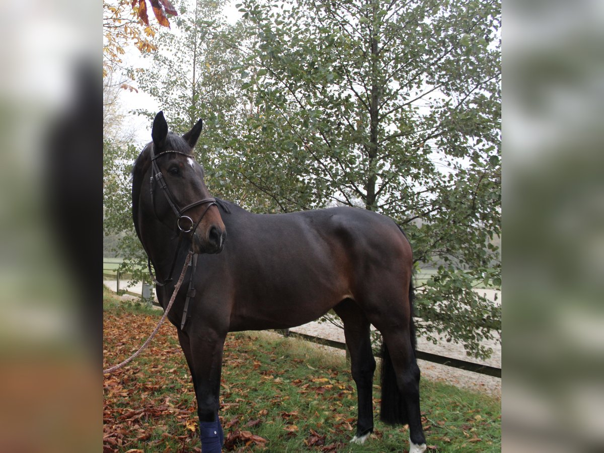 German Riding Horse Gelding 6 years 17 hh Bay-Dark in Ascheberg