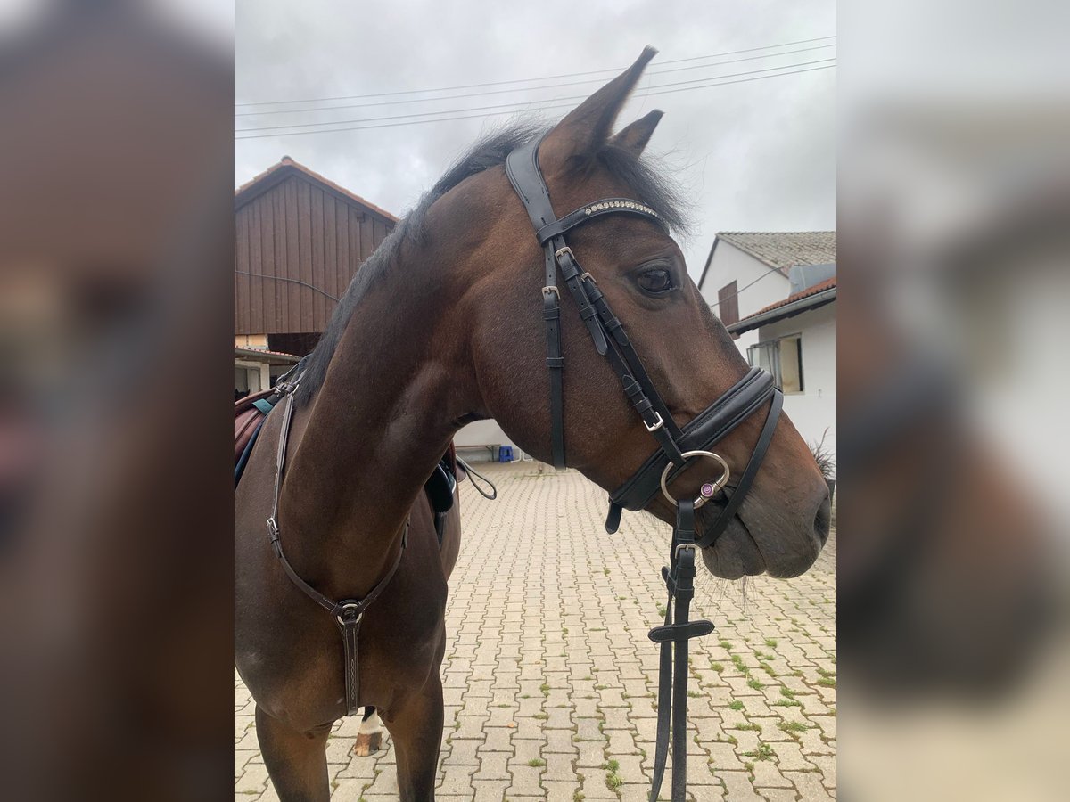 German Riding Horse Gelding 8 years 16,2 hh Smoky-Black in Berkheim