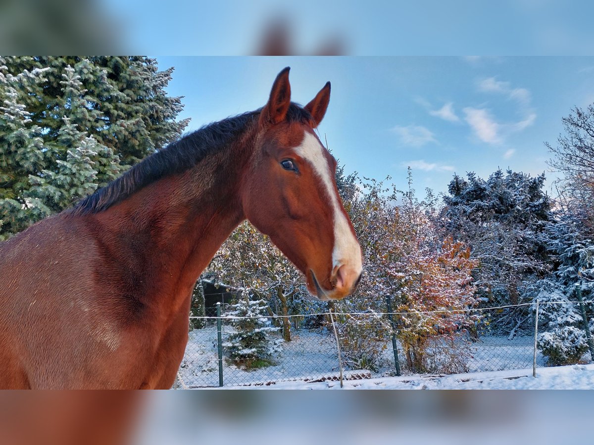 German Riding Horse Gelding 8 years 16 hh Brown in Mochau