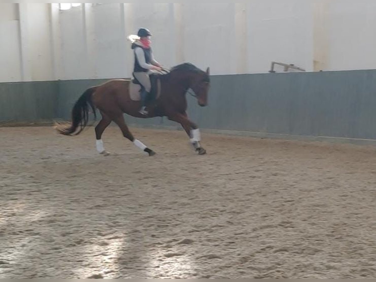 German Riding Horse Gelding 8 years 17 hh Brown in Buchhain