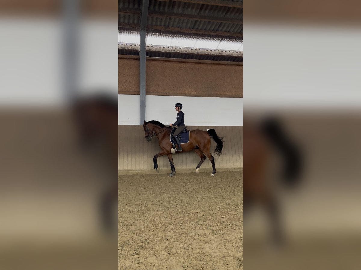 German Riding Horse Gelding 9 years 16,2 hh Brown in Neukirchen-Vluyn