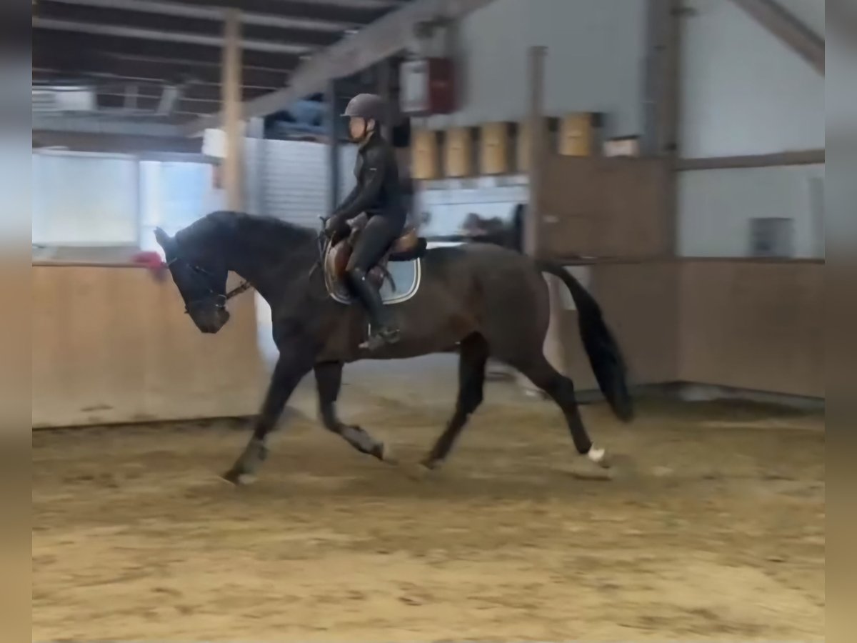 German Riding Horse Gelding 9 years 17 hh Bay-Dark in Schömberg