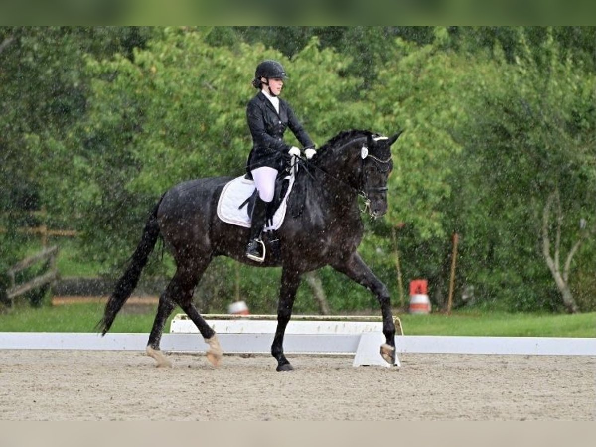 German Riding Horse Gelding 9 years 17 hh Black in Gro&#xDF;langheim