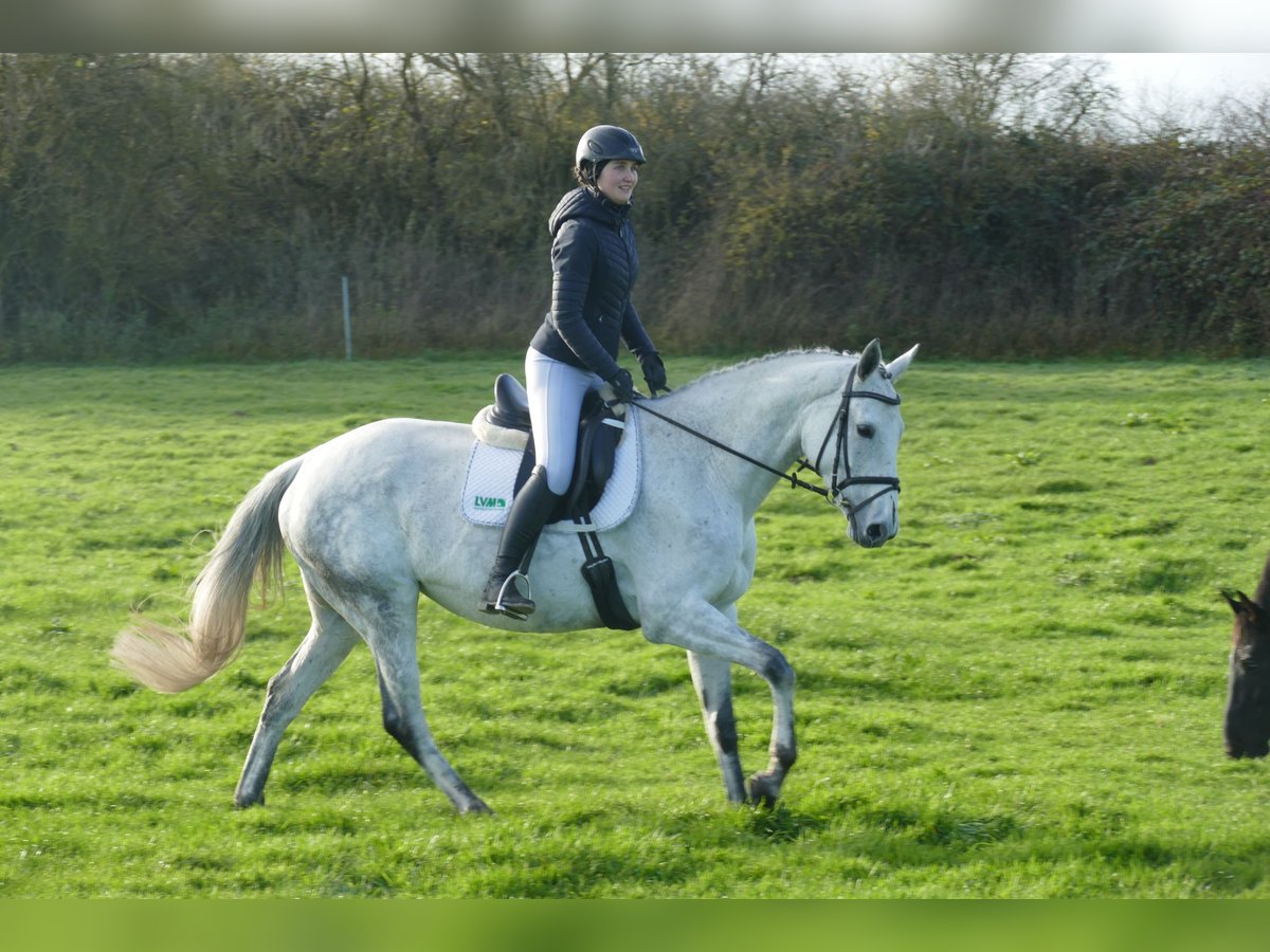 German Riding Horse Mare 10 years 16,1 hh Gray in Ganschow