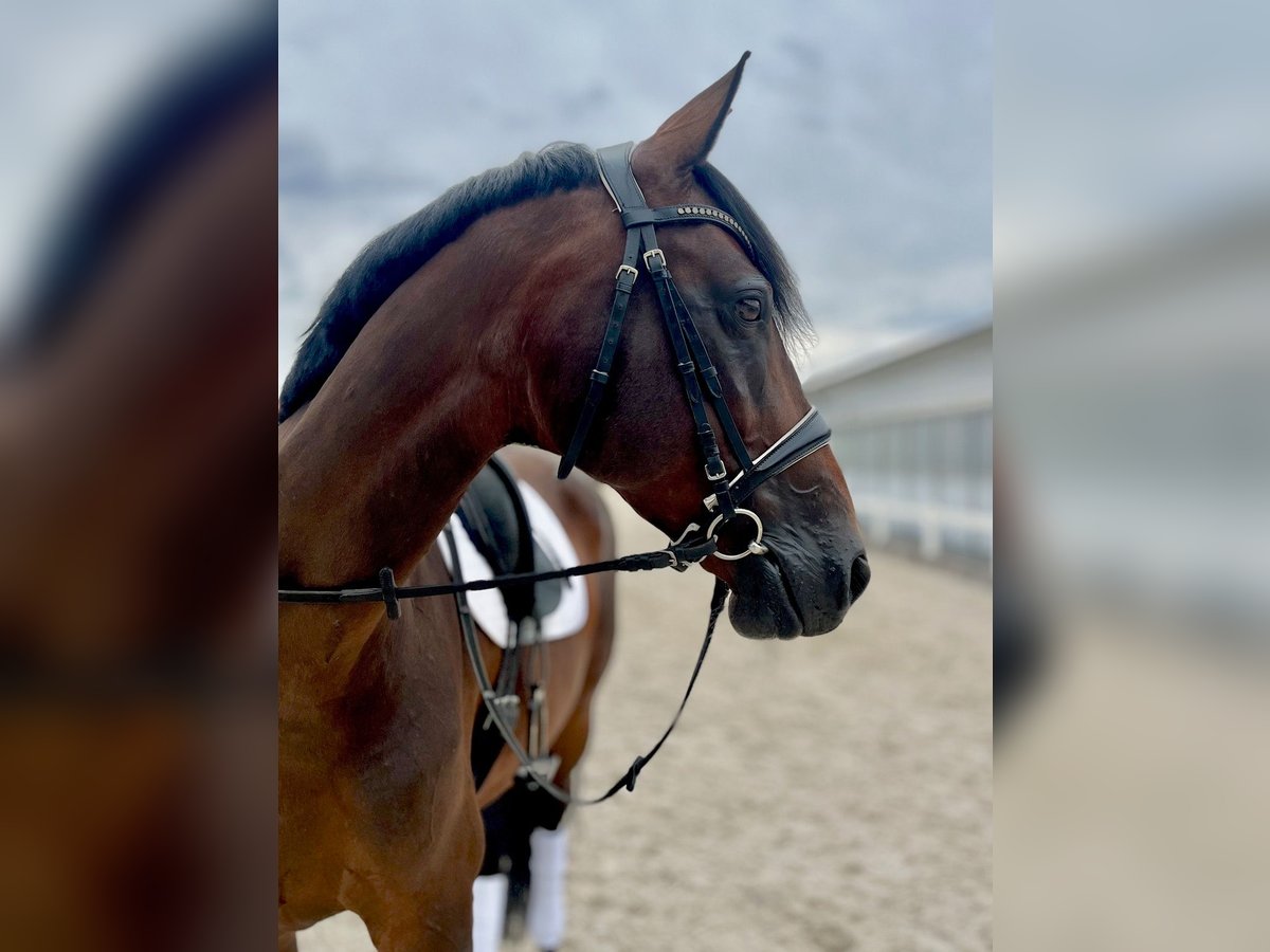 German Riding Horse Mare 10 years 16 hh Brown in Metzingen
