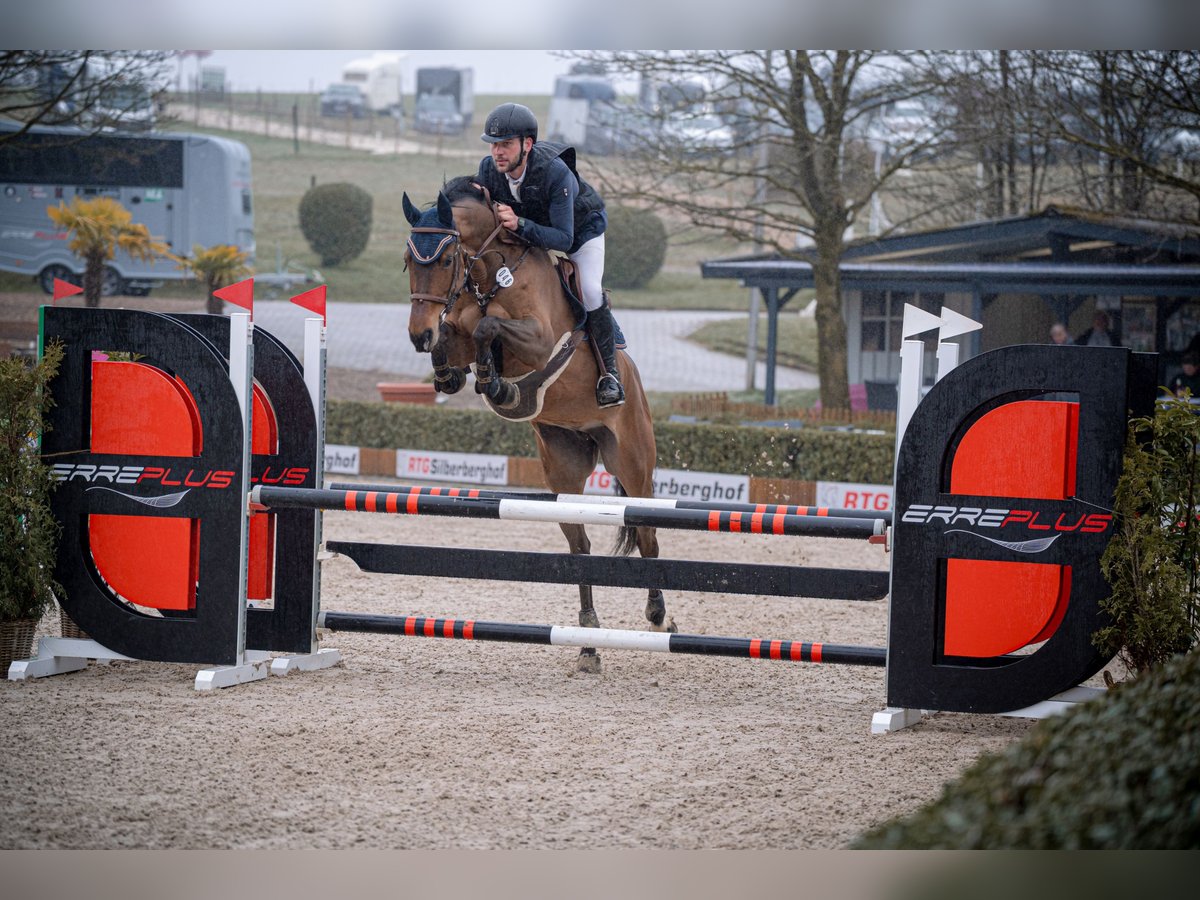 German Riding Horse Mare 10 years 16,3 hh Brown in Wermelskirchen