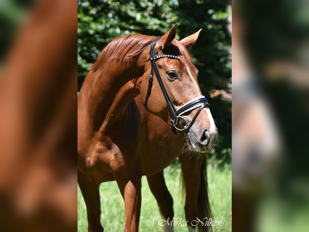 German Riding Horse Mare 10 years 17 hh Chestnut-Red in Oberhausen-Rheinhausen German Riding Horse Mare 10 years 17 hh Chestnut-Red in Oberhausen-Rheinhausen