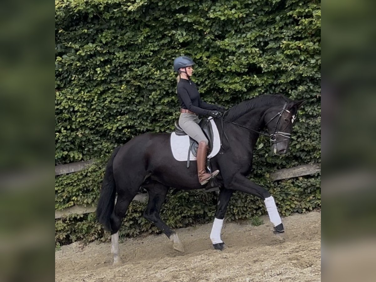 German Riding Horse Mare 10 years 17,1 hh Smoky-Black in Warendorf