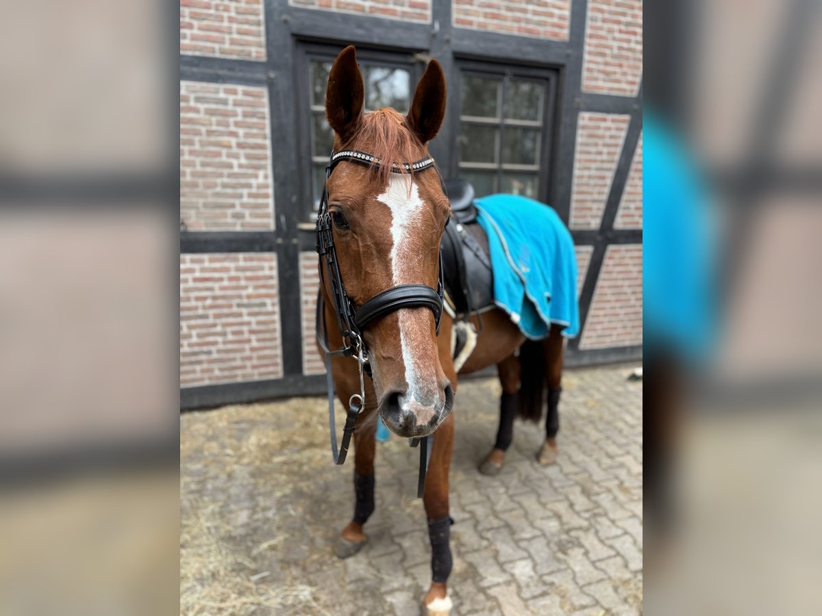 German Riding Horse Mare 11 years 16,1 hh Chestnut-Red in Berlin