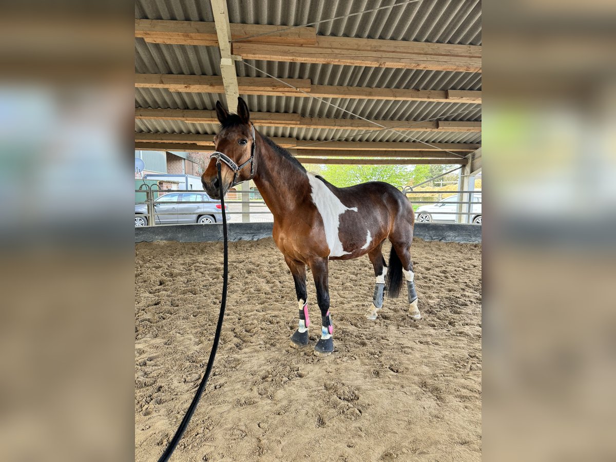 German Riding Horse Mix Mare 12 years 16,3 hh Pinto in Erkelenz