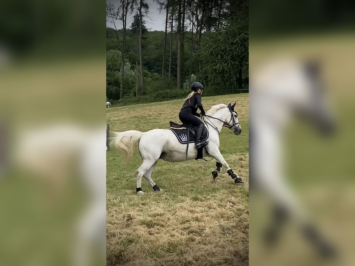 German Riding Horse Mix Mare 13 years 14,2 hh in Lemgo