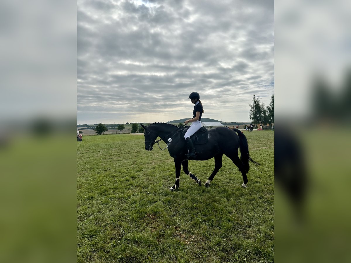 German Riding Horse Mare 13 years 15,3 hh Bay-Dark in Bleicherode