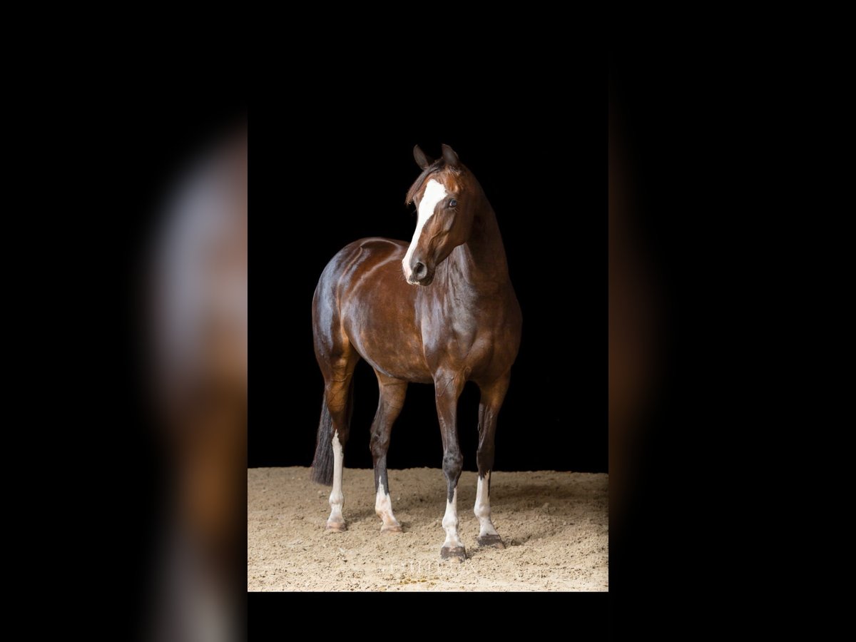 German Riding Horse Mare 13 years 15 hh Bay-Dark in Schaalby