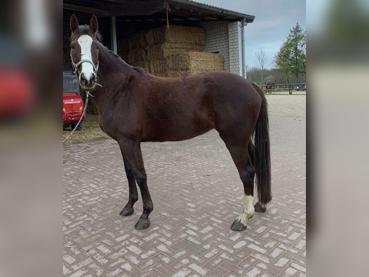 German Riding Horse Mare 13 years 16,3 hh Chestnut in Würselen
