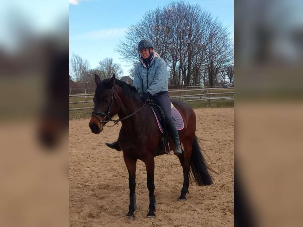 German Riding Horse Mare 13 years 16 hh Bay-Dark in Kasseedorf