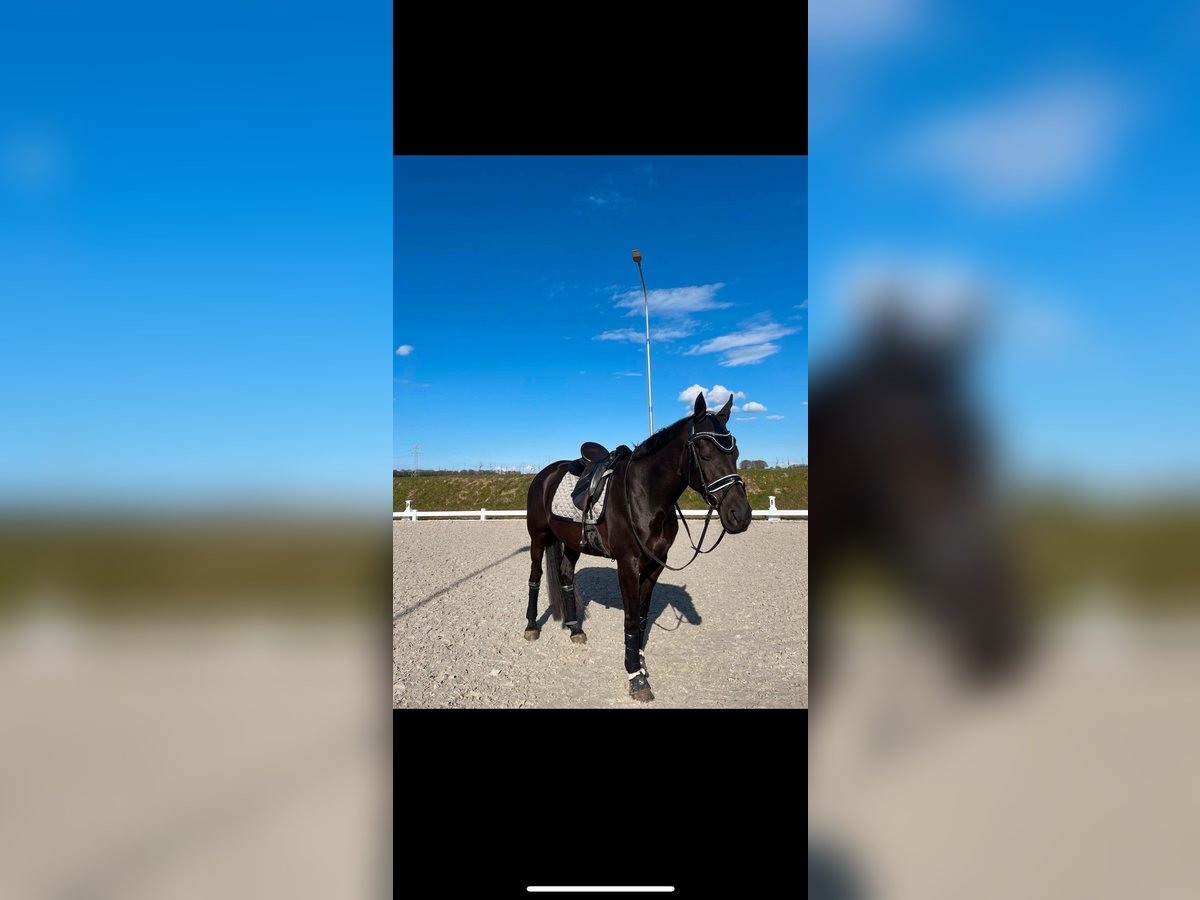 German Riding Horse Mare 13 years 16 hh Black in EmkendorfEmkendorf