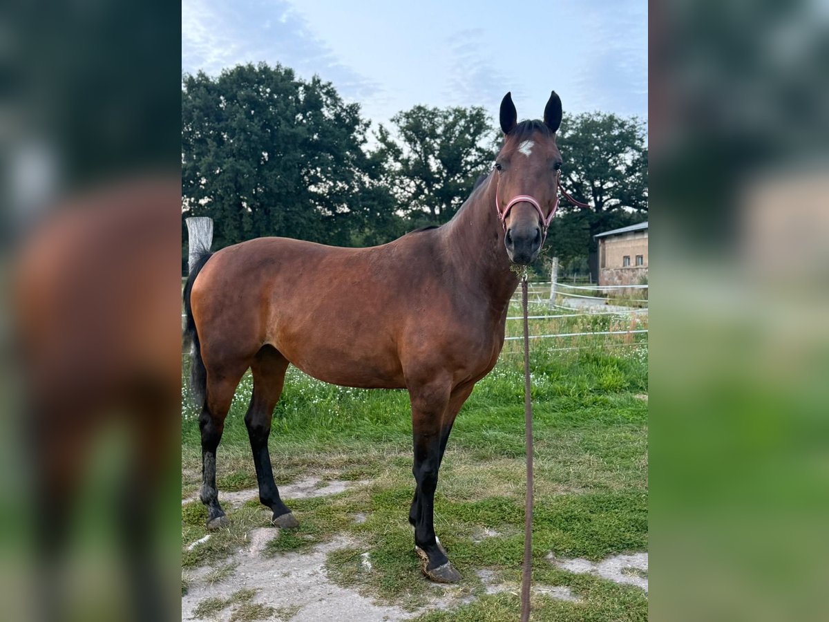 German Riding Horse Mare 13 years 16 hh Brown in Kobrow